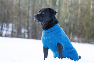 Hundegenser Ull, Kongeblå-Lanullva